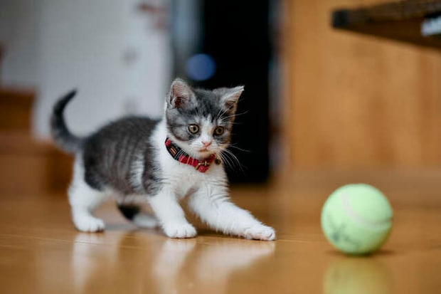 生後1カ月の赤ちゃん猫に毎日のミルクやり。緊張の日々が家族にもたらしたものは...／キッチン夫婦