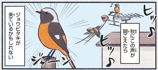 そのかわいらしさからアイドル的人気。威嚇しても...やっぱり!/意外と知らない鳥の生活