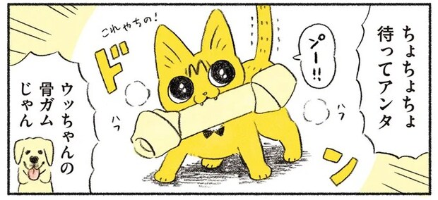 猫が引き起こした「絶望的な光景」。飼い主の「最終手段の叱り」も効果が.../茶トラのやっちゃん