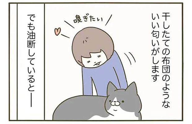 うちの猫の「干したての布団のような匂い」。でも油断したら...／うちの猫がまた変なことしてる。3