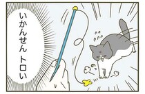 珍しく猫じゃらしにやる気を見せた愛猫。真面目にやっているのに...残念！／うちの猫がまた変なことしてる。3