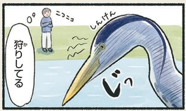 「あの映画の鳥」の狩り。たまに人の隣にいる理由は...えっ？／意外と知らない鳥の生活