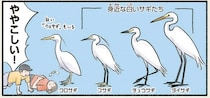 「シラサギ」という鳥がいないって知ってた？ ややこしい白い鳥の話／意外と知らない鳥の生活