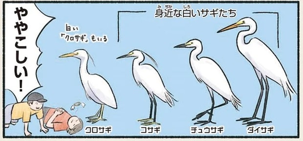 「シラサギ」という鳥がいないって知ってた? ややこしい白い鳥の話/意外と知らない鳥の生活