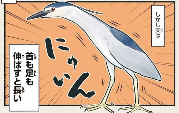 ちょっとペンギンっぽいずんぐりした姿。でも実は「にゅいん」って...！／意外と知らない鳥の生活