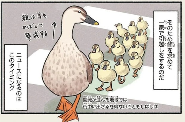 「笑っちゃうぐらい男が子育てに無関心」。カルガモの育児って...そうなの!?／意外と知らない鳥の生活