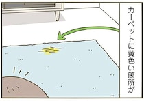 新品のカーペットに猫が吐いた？ 見間違いだと分かったが...いいの？／うちの猫がまた変なことしてる。3