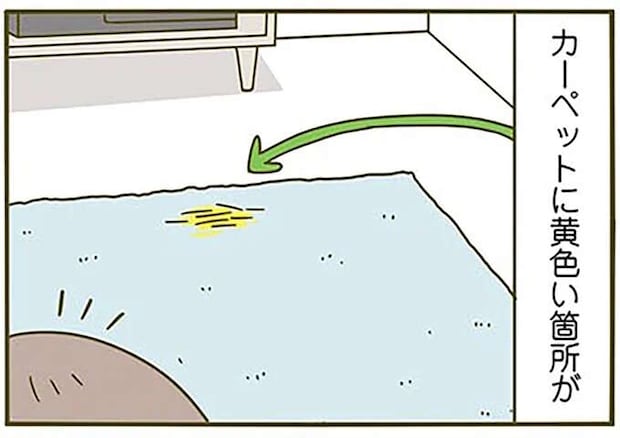 新品のカーペットに猫が吐いた？ 見間違いだと分かったが...いいの？／うちの猫がまた変なことしてる。3