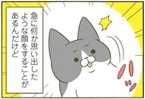 猫は急に「何か思い出した顔」をする。ただその後は...／うちの猫がまた変なことしてる。4