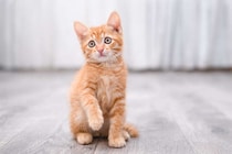 犬も猫も「おとなしくていい子」は要注意。隠れたストレスを見抜く方法を獣医師が解説