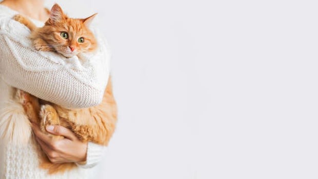 犬や猫の「なんとなくおかしい」は正しい！飼い主の直感を信じて動物病院へ行くべき理由