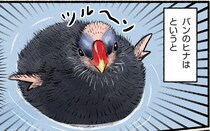 この赤ちゃんはかわいいのか...？ ツルーンとしていて...でも仕草を見ていると／まだまだ！意外と知らない鳥の生活