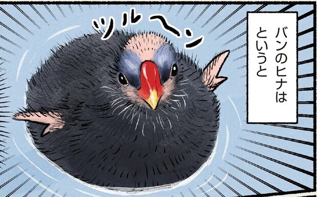 この赤ちゃんはかわいいのか...？ ツルーンとしていて...でも仕草を見ていると／まだまだ！意外と知らない鳥の生活