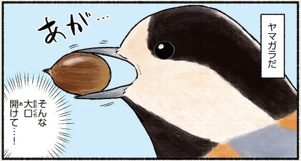 「そんな大口開けて」森に響くコンコン...という音。見た目のわりにパワフルで...／まだまだ！意外と知らない鳥の生活