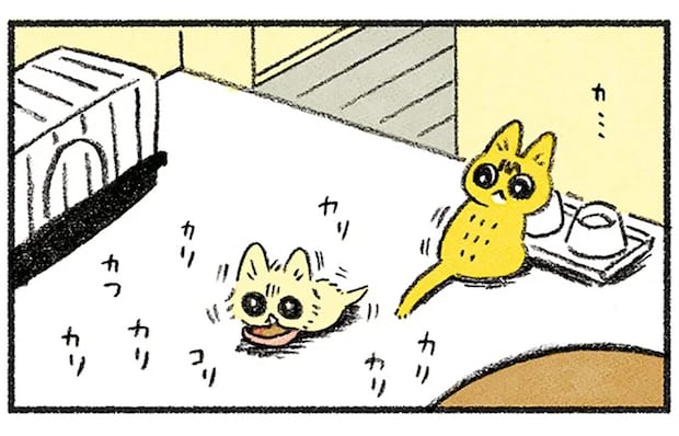 甘えたい新入り猫VS構われたくない先住猫。このまま平行線かと思ったら...!?／茶トラのやっちゃん2