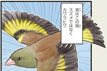 「スズメたくさんいるね」って...よく見ると違う？ 意外と身近にいる鳥は／まだまだ！意外と知らない鳥の生活
