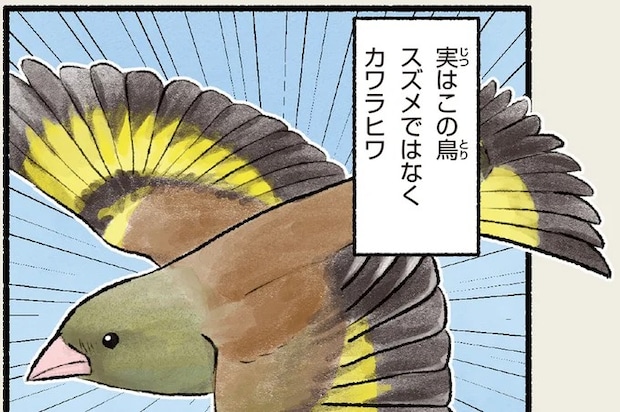 「スズメたくさんいるね」って...よく見ると違う？ 意外と身近にいる鳥は／まだまだ！意外と知らない鳥の生活