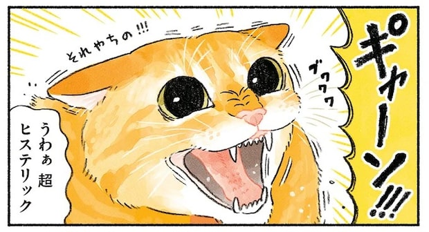 猫がヒステリックにブチ切れ! 先住猫の心の支え・キャットタワーに新入り猫が.../茶トラのやっちゃん2