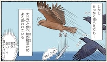 格好よくて強そうだけど意外と...トビのトホホな実情／まだまだ！意外と知らない鳥の生活