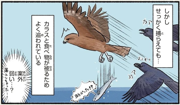 格好よくて強そうだけど意外と...トビのトホホな実情/まだまだ!意外と知らない鳥の生活