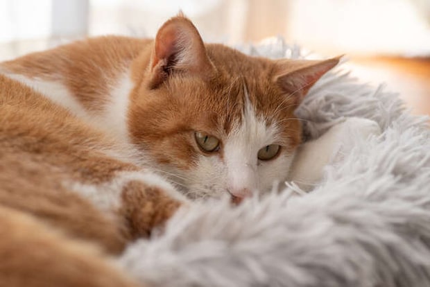 高齢の犬や猫「もう年だから」は本当に正しいのか【獣医師が警鐘を鳴らす】