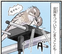 それは木じゃない...！ 日本最小のキツツキ、求愛行動に夢中になって／まだまだ！意外と知らない鳥の生活