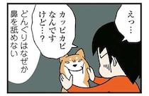 鼻がカッピカピな柴犬。飼い主が濡らそうとしたら「とんでもない事態」に!? ／ドヤ顔柴犬どんぐり