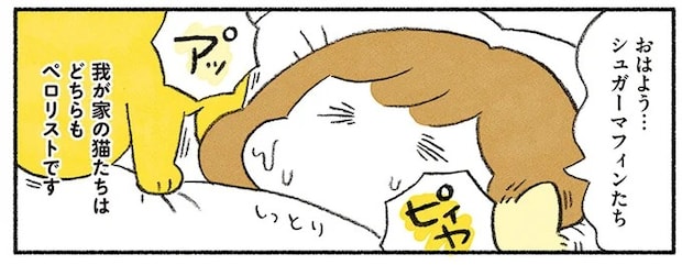 猫に「顔をなめられる」。くすぐったい? それとも.../茶トラのやっちゃん2