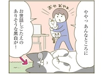 自分が「かわいい」自覚がある猫。撫でられスタンバイをしているのに素通りされると...／うちの猫がまた変なことしてる。5