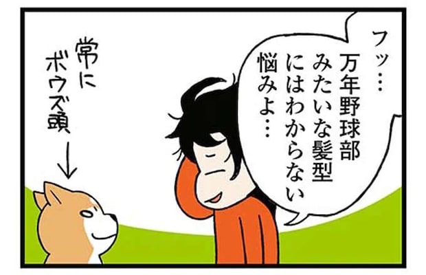 ある朝、見つけた柴犬のふにゃふにゃ寝グセ。ボウズ頭だと思っていたのに.../ドヤ顔柴犬どんぐり