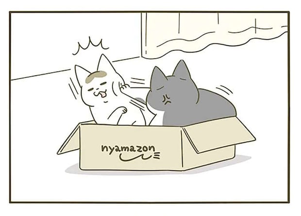 一つの箱を取り合う2匹の猫。もう一つ箱を出してみると...なんで?/うちの猫がまた変なことしてる。5