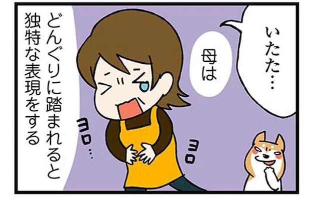 うちの柴犬に踏まれるのは痛い。妙に納得できる、母の「独特な痛みの表現」／ドヤ顔柴犬どんぐり