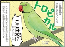 ペットが野生化⁉ 目の覚めるようなグリーンが特徴のワカケホンセイインコ／まだまだ！意外と知らない鳥の生活