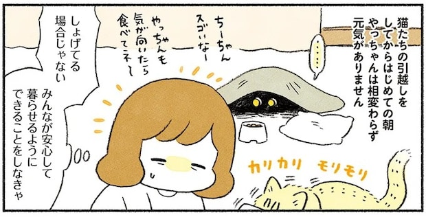 引越しで元気をなくした猫。飼い主の工夫で慣れてきたら...忘れてた！／茶トラのやっちゃん3