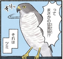 かつては「幻のタカ」と言われていた猛禽類。ハトと並ぶと...あれ？／まだまだ！意外と知らない鳥の生活