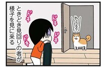 ビクッ...心臓に悪い！ 深夜作業中にやってくる「柴犬の見回り」／ドヤ顔柴犬どんぐり