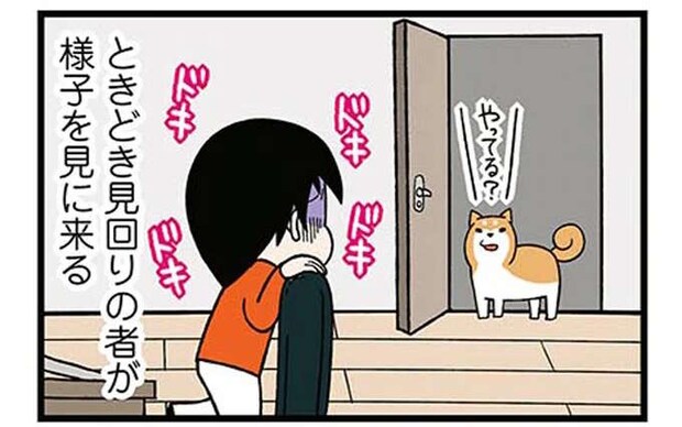 ビクッ...心臓に悪い！ 深夜作業中にやってくる「柴犬の見回り」／ドヤ顔柴犬どんぐり