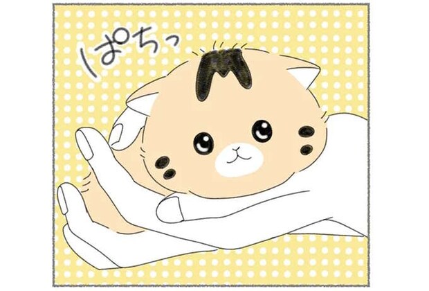 母親とはぐれた子猫を我が家へ。お世話でへとへとでも可愛さに勝てない！／にゃんかつ