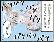 ホバリングも可能。驚異の飛行能力を持つチョウゲンボウ／まだまだ！意外と知らない鳥の生活