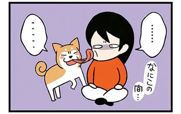 うちの柴犬に「やめてほしいこと」。ペロペロ攻撃もマイペースすぎて.../ドヤ顔柴犬どんぐり