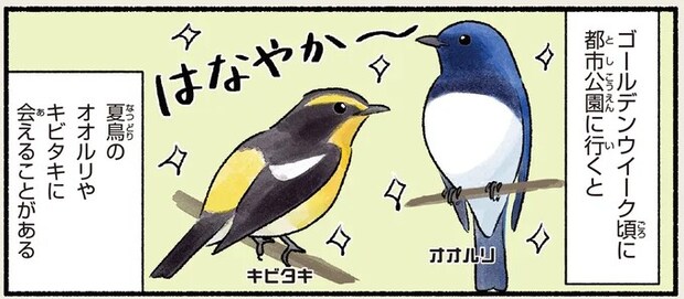 歌声が聞こえたら上を見て! 公園でも観察できるオオルリ・キビタキ/まだまだ!意外と知らない鳥の生活