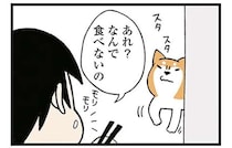 「寂しがりな柴犬」。ひとりメシに耐え切れず露骨な態度で...／ドヤ顔柴犬どんぐり