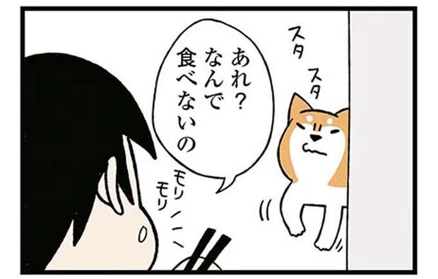 「寂しがりな柴犬」。ひとりメシに耐え切れず露骨な態度で...／ドヤ顔柴犬どんぐり
