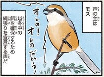 威勢のいい鳴き声で主張。モズの越冬準備は覚悟が違う／まだまだ！意外と知らない鳥の生活