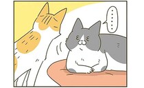 口頭注意、脅かす、ぶつ...新入りに絡まれた先輩猫の反応。でも一番怖いのは...／うちの猫がまた変なことしてる。6