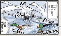 「家族の深い絆」。ハクチョウはいつも行動は一緒なんだけど...そうなの？／まだまだ！意外と知らない鳥の生活
