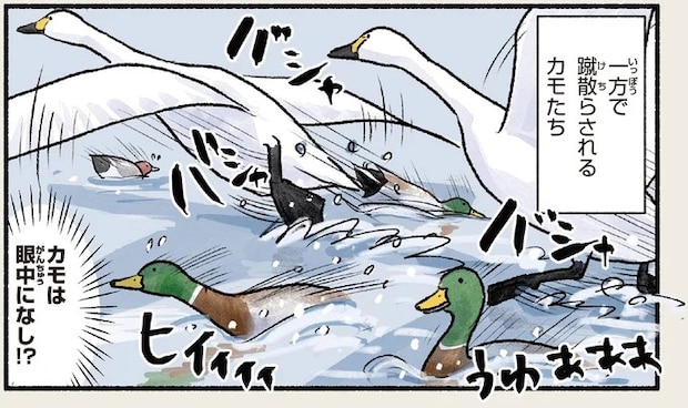 「家族の深い絆」。ハクチョウはいつも行動は一緒なんだけど...そうなの?/まだまだ!意外と知らない鳥の生活