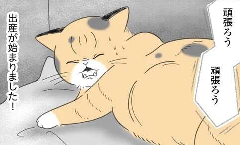 飼い猫の初めての出産立ち合い！ 少しうたた寝をしたら...えええ？／にゃんかつ