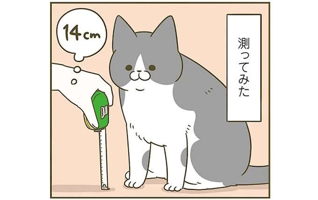 食い気味で「ニャー！」。返事をしているようで、多分話を聞いていないうちの愛猫／うちの猫がまた変なことしてる。6