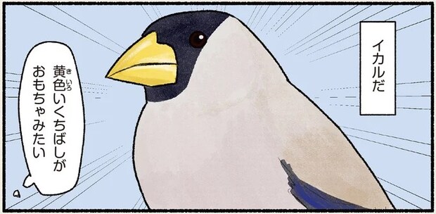 冬の公園で...食事の音がすごい! 硬い実も難なく割っちゃう鳥/まだまだ!意外と知らない鳥の生活